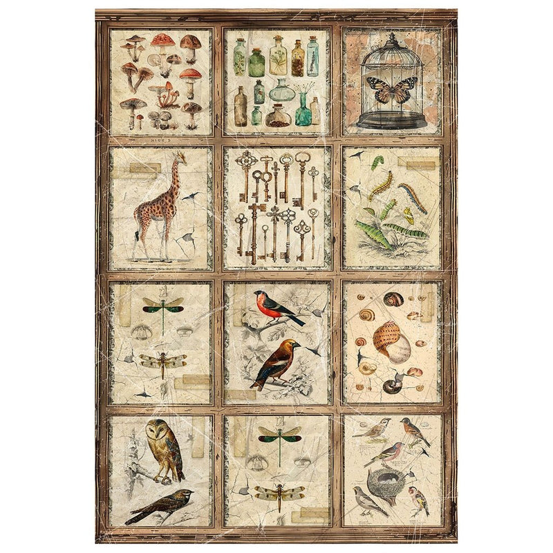 Cabinet of Curiosities Rice Paper A4 Mixed by Ciao Bella - Craftywaftyshop