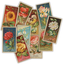 The Collector - Ephemera Packs by Craft Consortium - Craftywaftyshop